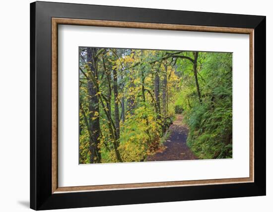 Forest Trail, Silver Falls State Park, Oregon, USA-Jamie & Judy Wild-Framed Photographic Print