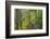 Forest Trail, Silver Falls State Park, Oregon, USA-Jamie & Judy Wild-Framed Photographic Print