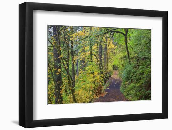 Forest Trail, Silver Falls State Park, Oregon, USA-Jamie & Judy Wild-Framed Photographic Print