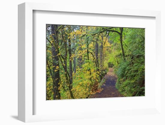 Forest Trail, Silver Falls State Park, Oregon, USA-Jamie & Judy Wild-Framed Photographic Print