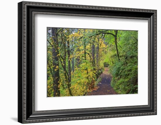 Forest Trail, Silver Falls State Park, Oregon, USA-Jamie & Judy Wild-Framed Photographic Print