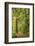 Forest Trail, Silver Falls State Park, Oregon, USA-Jamie & Judy Wild-Framed Photographic Print