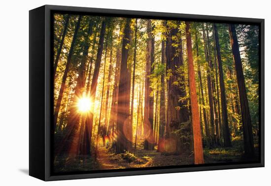 Forest Trail Sunset-duallogic-Framed Premier Image Canvas