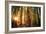 Forest Trail Sunset-duallogic-Framed Photographic Print