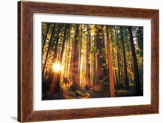 Forest Trail Sunset-duallogic-Framed Photographic Print