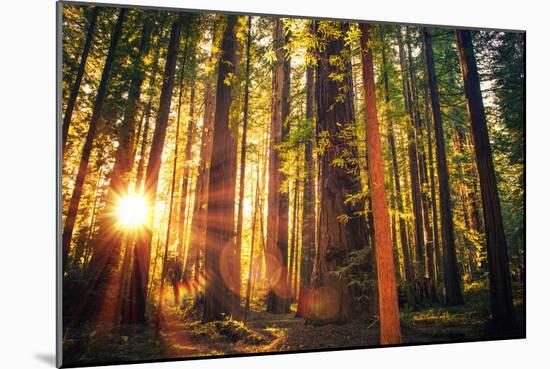 Forest Trail Sunset-duallogic-Mounted Photographic Print