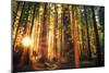 Forest Trail Sunset-duallogic-Mounted Photographic Print