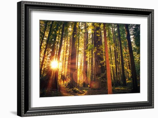 Forest Trail Sunset-duallogic-Framed Photographic Print