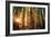 Forest Trail Sunset-duallogic-Framed Photographic Print