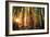 Forest Trail Sunset-duallogic-Framed Photographic Print