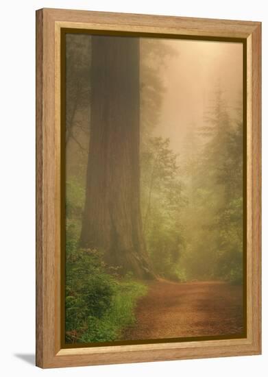 Forest Trail-Vincent James-Framed Premier Image Canvas