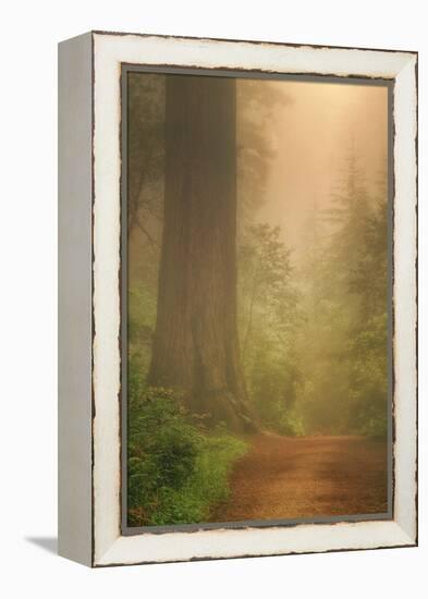 Forest Trail-Vincent James-Framed Premier Image Canvas