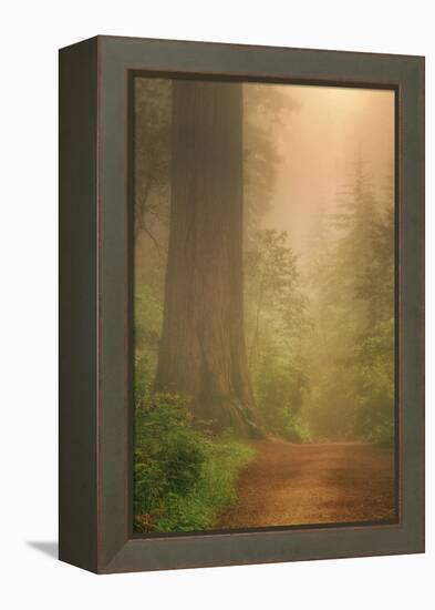 Forest Trail-Vincent James-Framed Premier Image Canvas