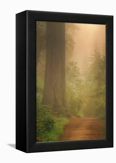 Forest Trail-Vincent James-Framed Premier Image Canvas