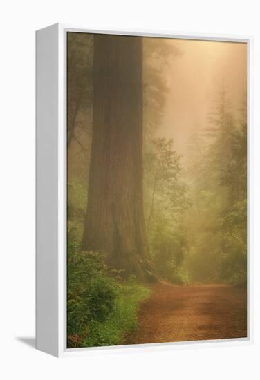 Forest Trail-Vincent James-Framed Premier Image Canvas