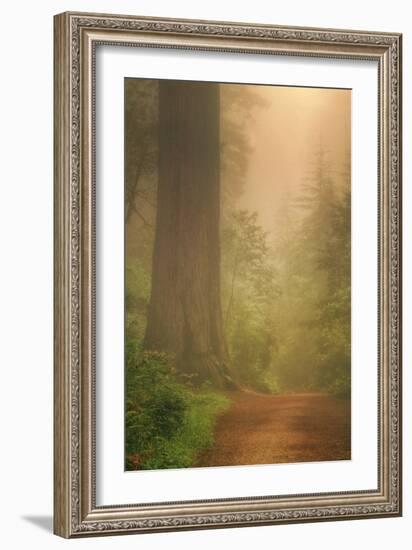 Forest Trail-Vincent James-Framed Photographic Print