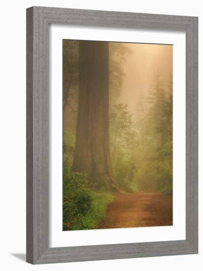 Forest Trail-Vincent James-Framed Photographic Print