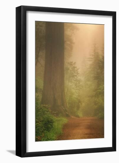 Forest Trail-Vincent James-Framed Photographic Print