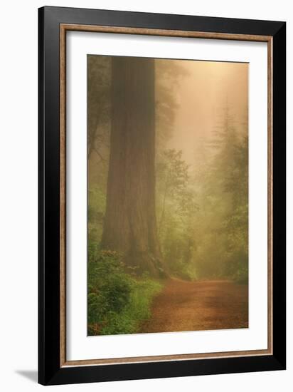 Forest Trail-Vincent James-Framed Photographic Print