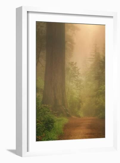Forest Trail-Vincent James-Framed Photographic Print