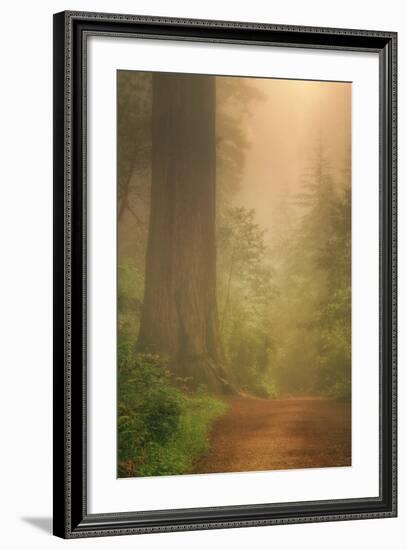 Forest Trail-Vincent James-Framed Photographic Print