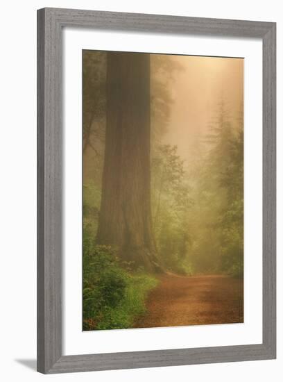 Forest Trail-Vincent James-Framed Photographic Print