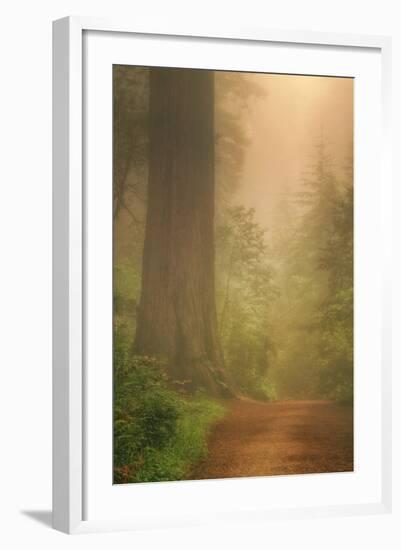 Forest Trail-Vincent James-Framed Photographic Print