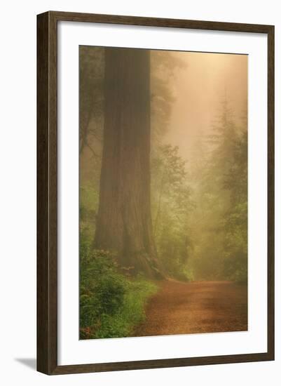 Forest Trail-Vincent James-Framed Photographic Print