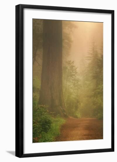 Forest Trail-Vincent James-Framed Photographic Print