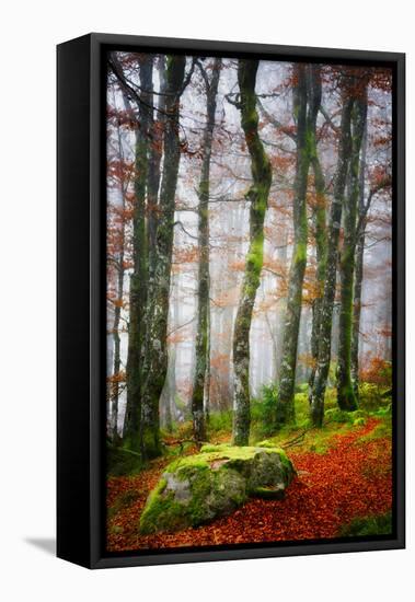Forest Trail-Philippe Sainte-Laudy-Framed Premier Image Canvas