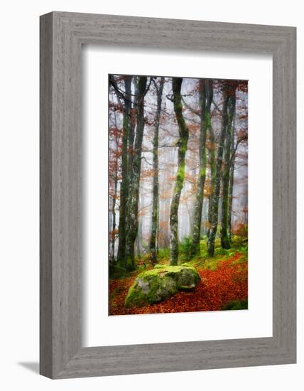 Forest Trail-Philippe Sainte-Laudy-Framed Photographic Print