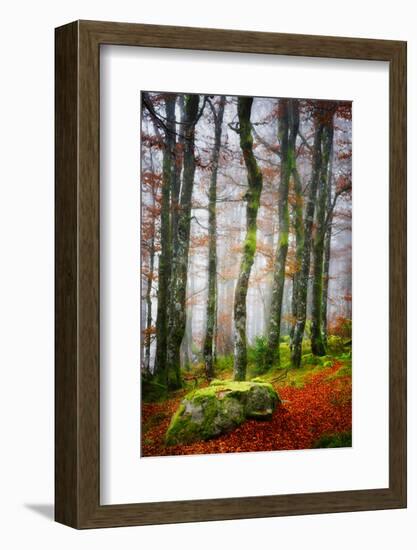 Forest Trail-Philippe Sainte-Laudy-Framed Photographic Print