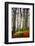 Forest Trail-Philippe Sainte-Laudy-Framed Photographic Print