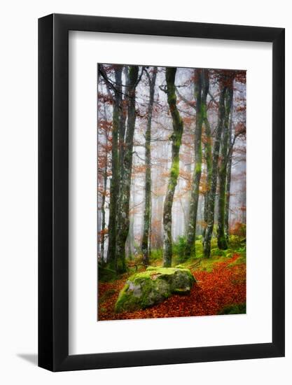 Forest Trail-Philippe Sainte-Laudy-Framed Photographic Print