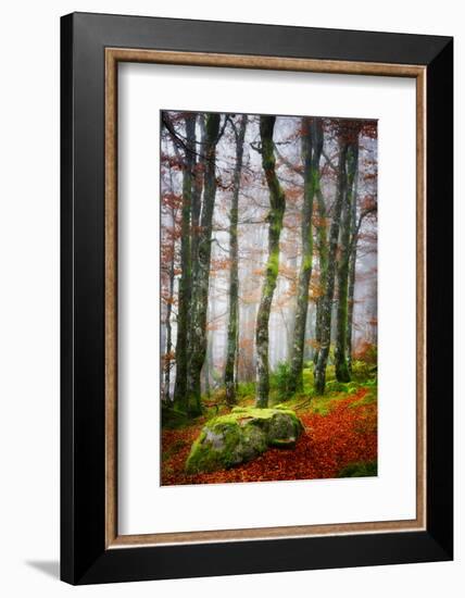 Forest Trail-Philippe Sainte-Laudy-Framed Photographic Print