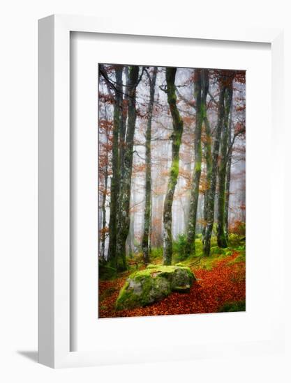 Forest Trail-Philippe Sainte-Laudy-Framed Photographic Print