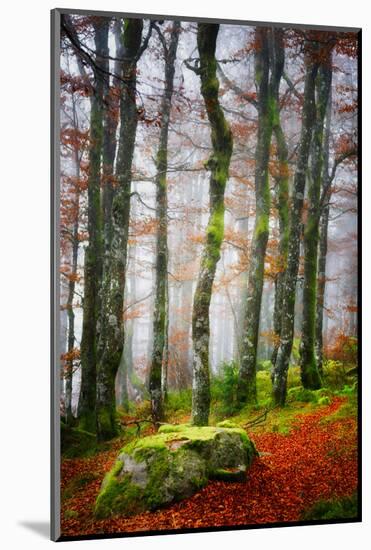 Forest Trail-Philippe Sainte-Laudy-Mounted Photographic Print