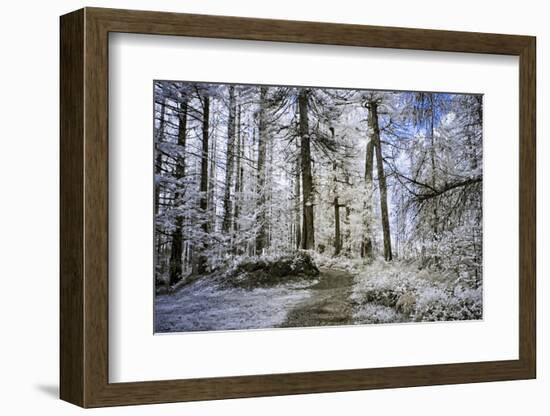 Forest Trail-Chuck Burdick-Framed Photographic Print