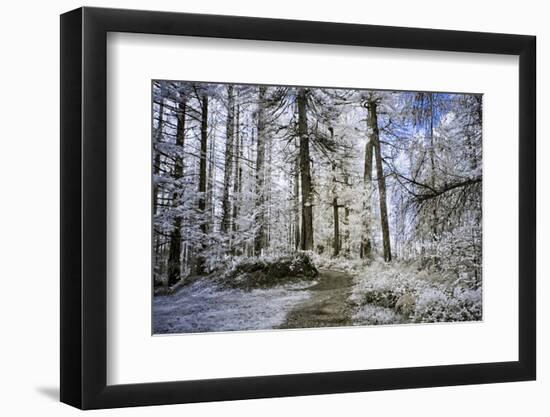 Forest Trail-Chuck Burdick-Framed Photographic Print