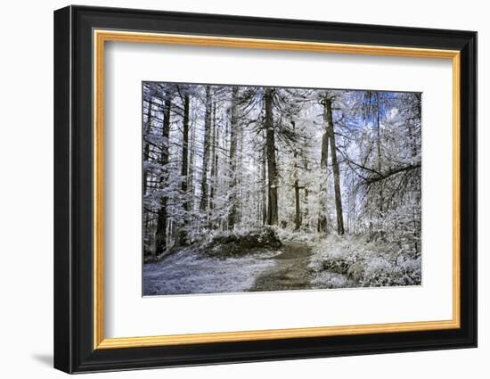 Forest Trail-Chuck Burdick-Framed Photographic Print