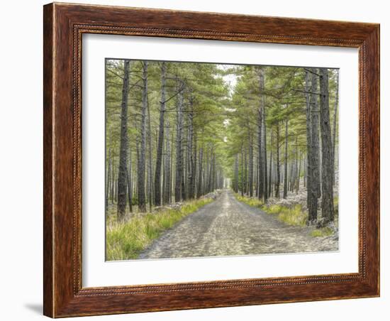 Forest Trails-Assaf Frank-Framed Giclee Print