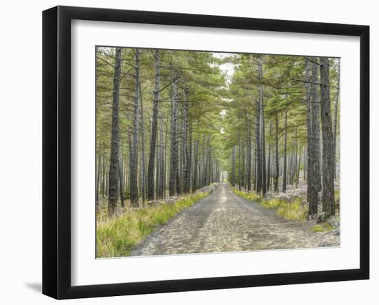 Forest Trails-Assaf Frank-Framed Giclee Print