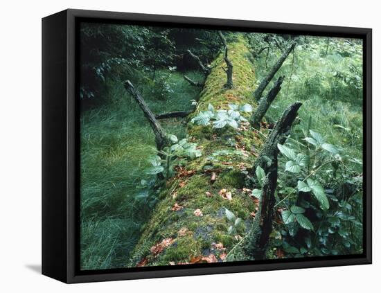 Forest, Tree Trunk, Mossy-Thonig-Framed Premier Image Canvas