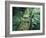 Forest, Tree Trunk, Mossy-Thonig-Framed Photographic Print