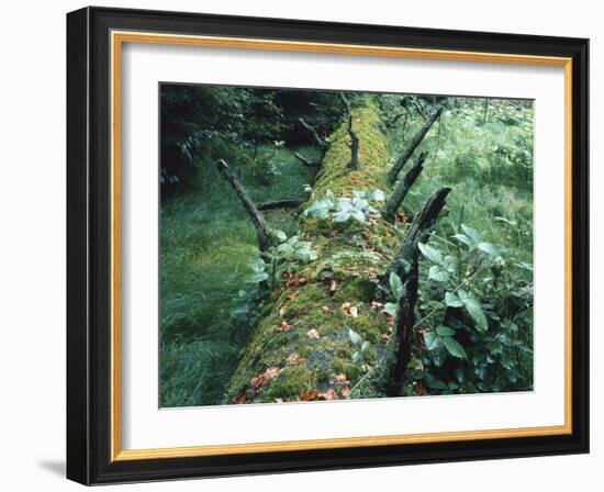 Forest, Tree Trunk, Mossy-Thonig-Framed Photographic Print