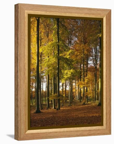 Forest, Trees, Beech Trees, Autumn-Thonig-Framed Premier Image Canvas