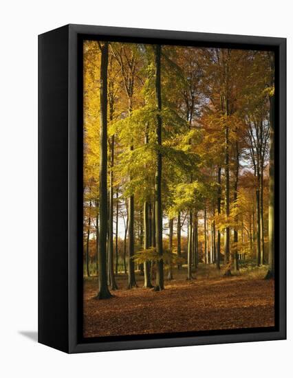 Forest, Trees, Beech Trees, Autumn-Thonig-Framed Premier Image Canvas