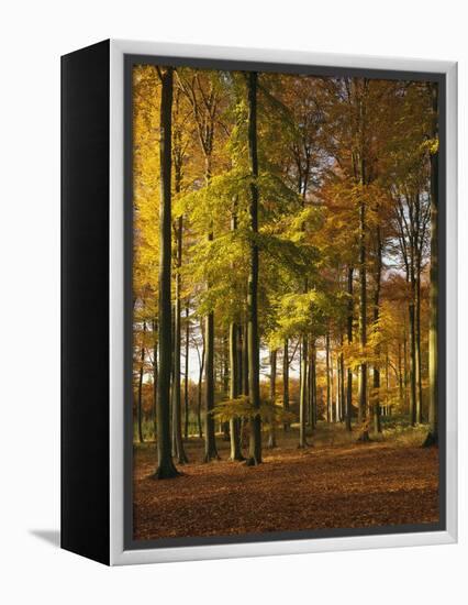 Forest, Trees, Beech Trees, Autumn-Thonig-Framed Premier Image Canvas