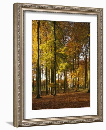 Forest, Trees, Beech Trees, Autumn-Thonig-Framed Photographic Print