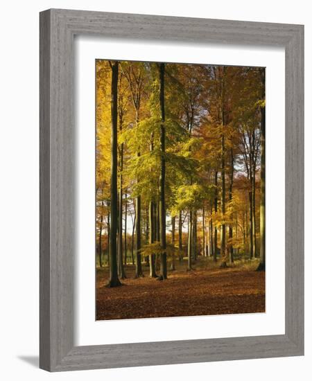 Forest, Trees, Beech Trees, Autumn-Thonig-Framed Photographic Print